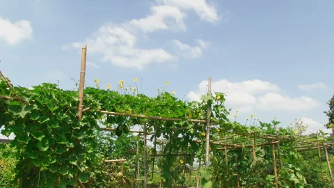 Drifting Clouds, Bottle Gourd, and the Shelf of Miniature Gourds Stock Footage 327448685