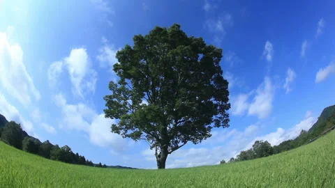 Drifting Clouds, Quercus Serrata Grove, and Hills Stock Footage 324896354