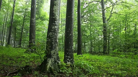 Drifting fog through beech trees and forest Stock Footage 55374267