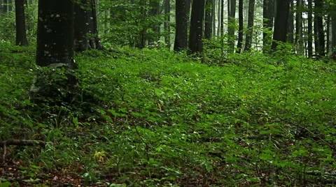 Drifting fog through beech trees and forest Video stock 55378056