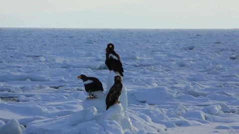 Drifting Ice and the Soaring Eagle at Dawn Stock Footage 324982559