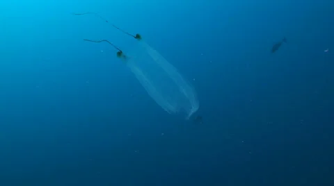Drifting  jelly fish Video stock 56792376