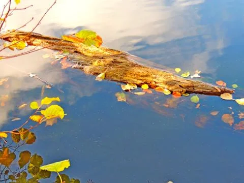 Drifting on the lake log Stock Photos