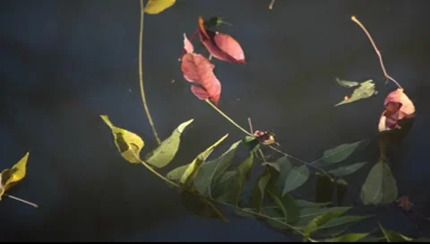 Drifting leaves Stock Footage 8554640