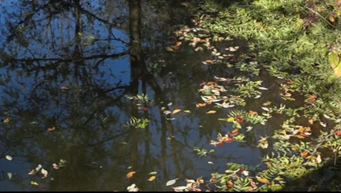 Drifting leaves Stock-Footage 8554687