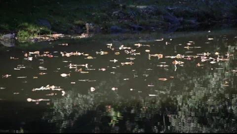 Drifting leaves Stock-Footage 8554709