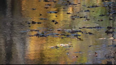 Drifting leaves Stock Footage 8554725