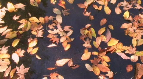Drifting Leaves Time Lapse Stock Footage 97416