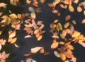 Drifting Leaves Time Lapse Footage