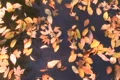 Drifting Leaves Time Lapse Footage