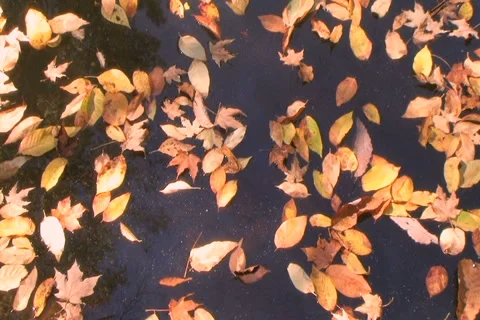 Drifting Leaves Time Lapse Video stock 2801187