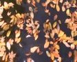 Drifting Leaves Time Lapse SD Footage