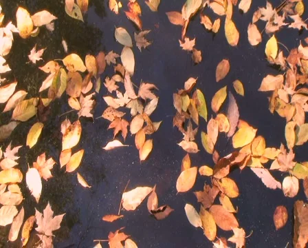 Drifting Leaves Time Lapse Stock Footage 4116560