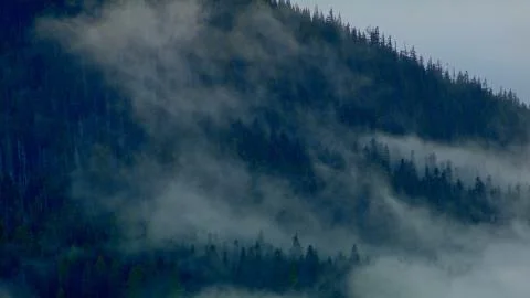 Drifting mist over trees Inversion Mt. Hood Oregon Cascades 7 Stock Photos