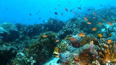 Drifting over colorful reef with small fish Stock Footage 130236849