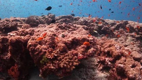 Drifting Over Coral Reef Surrounded by Orange Fish Stock Footage 130236853
