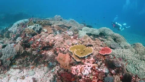 Drifting over hard and soft coral reef surrounded by fish, with a diver Stock Footage 130236848