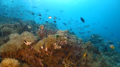 Drifting over hard and soft corals with a school of fish swimming by in the  Stock Footage 130236950