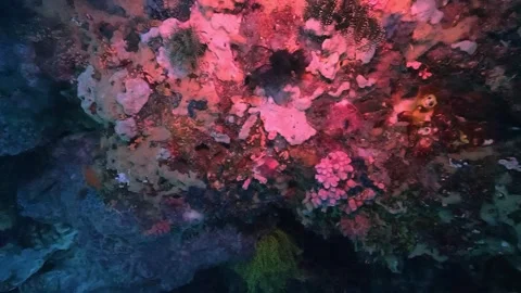 Drifting over pink corals in Apo Island Vídeo Stock 314259856