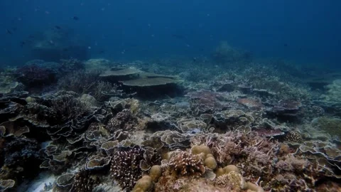 Drifting over a piston hard coral reef Vidéo 345773162