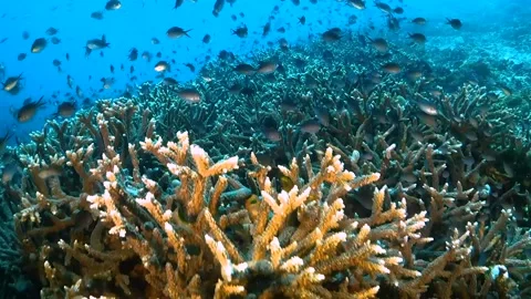 Drifting over pristine corals teeming with fish Stock Footage 130236938