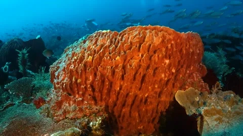 Drifting over red barrel sponge coral with divers and schooling fish behind Stock Footage 130236960