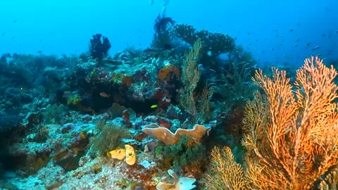 Drifting over soft and hard corals with different schools of fish Stock Footage 130237104