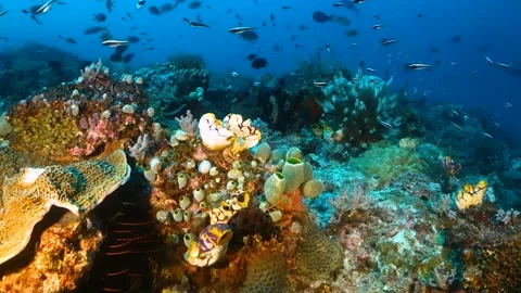 Drifting over soft and hard corals teeming with reef fish Stock Footage 130237106