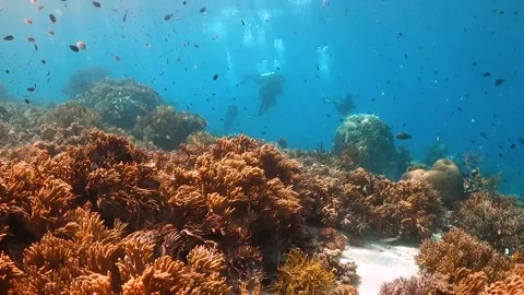 Drifting over soft coral surrounded by small fish, with group of divers behind Video stock 130237175