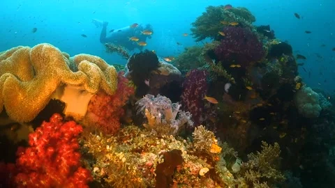 Drifting over soft corals surrounded by small fish with divers in the background Video stock 130237136