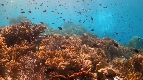 Drifting over soft corals swaying in the waves, surrounded by small fish Stock Footage 130237130