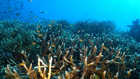 Drifting over staghorn corals surrounded by tropical fish Stock Footage 130237249