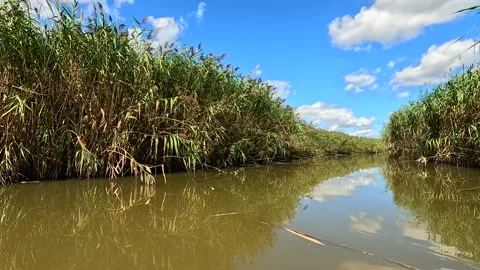 Drifting past marsh grass in wetlands peaceful scenery New York State Stock Footage 316905379