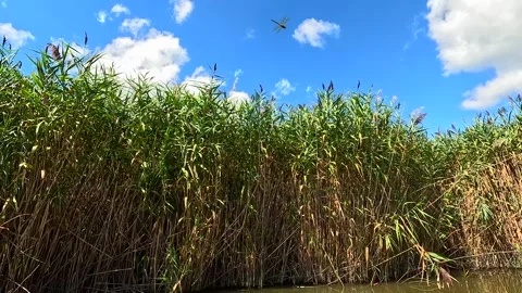 Drifting past marsh grass in wetlands peaceful scenery New York State Stock Footage 316905381