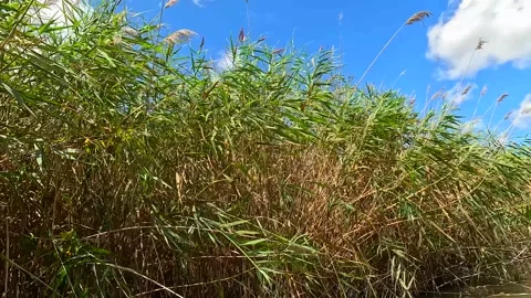 Drifting past marsh grass in wetlands peaceful scenery New York State Stock Footage 316905383
