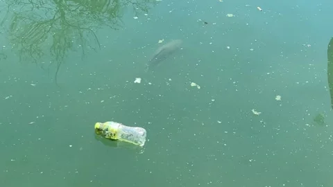 Drifting Plastic Bottle with Fish, Debris, and Algae on Water Surface Video stock 274850472