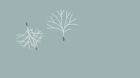 Drifting Seeds Stock Footage 12163159