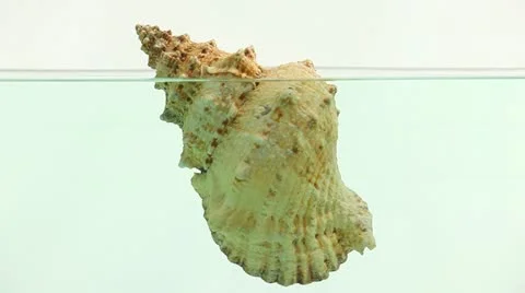 Drifting shell Video stock 11276805