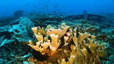 Drifting slowly over hard corals in clear water Stock Footage 130237178