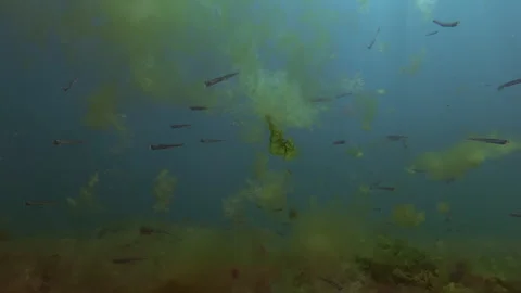 Drifting thread algae cloud and sea lettuce piece floating in sea with swimming Stock-Footage 346908422
