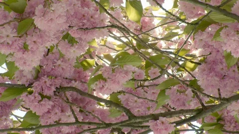 Drifting through cherry blossoms in a light breeze with sparkling lens flares Stock-Footage 95635149