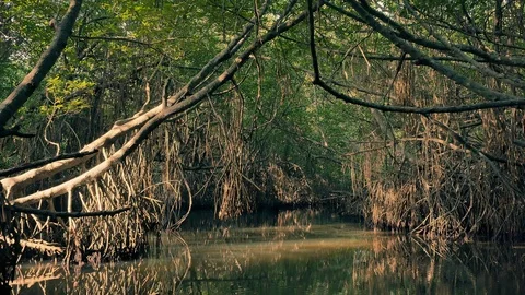 Drifting through dense thicket of mangrove forest at sunny summer morning Stock Footage