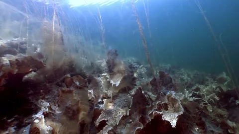 Drifting Through Life Under Ice in the Arctic Ocean Shallows Stock Footage 319380647
