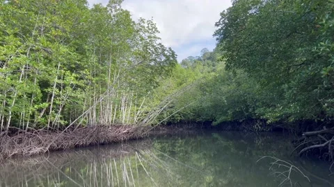 Drifting through mangrove forest river 스톡 동영상 212603219