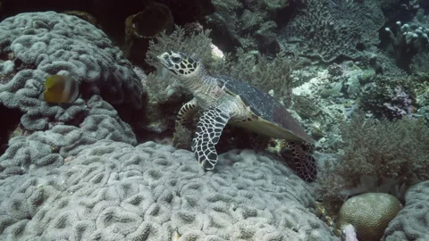 Drifting through underwater realms turtle at Banda Islands, Indonesia Video stock 312078053