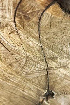 Drifting trees that are cut Фото