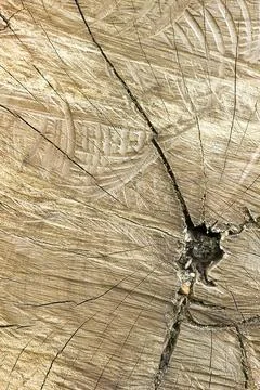 Drifting trees that are cut 库存照片