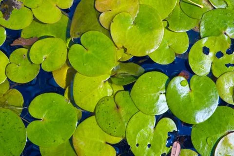 Driftweeds leafs on water surface Stock Photos