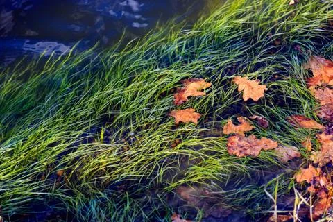 Driftweeds Stock Photos