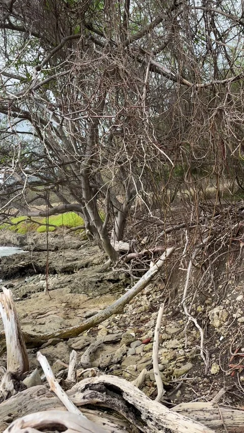 Driftwood and bare trees on rocky wild coastline, Barbados Stock Footage 338410612